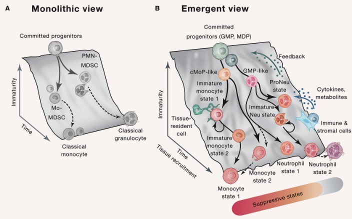 MDSC: Markers, development, states, and unaddressed complexity