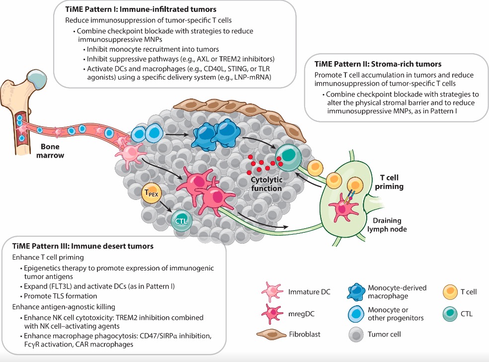 On the Biology and Therapeutic Modulation of Macrophages and Dendritic Cells in Cancer