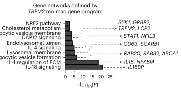 TREM2 macrophages drive NK cell paucity and dysfunction in lung cancer