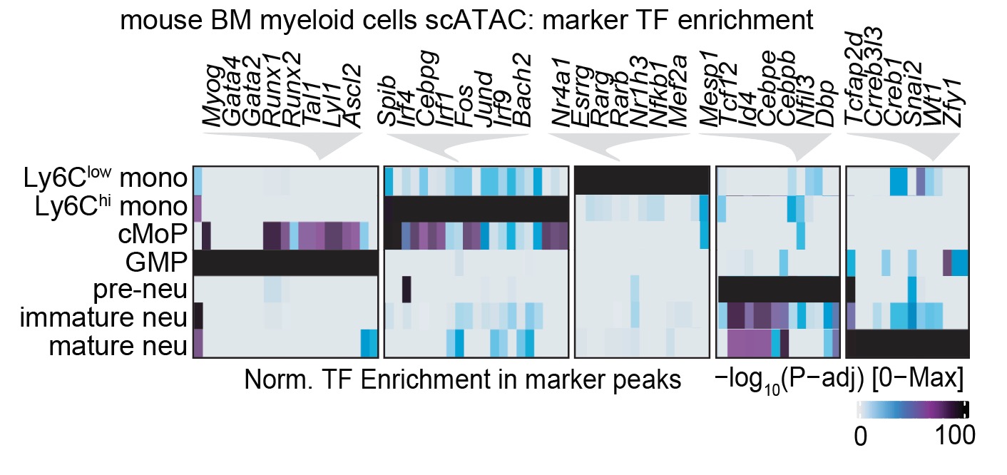 Myeloid progenitor dysregulation fuels immunosuppressive macrophages in tumours