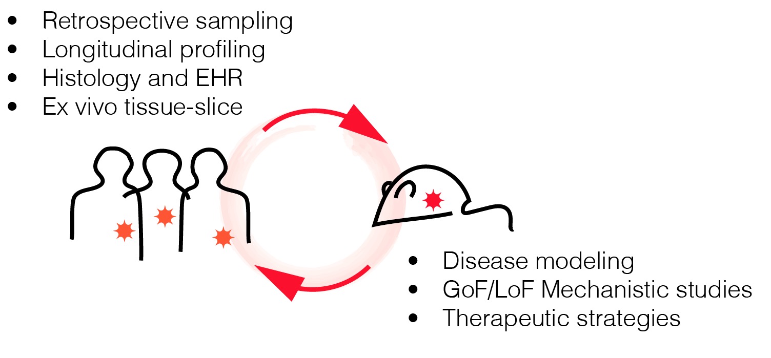 Core research philosophy of lab: myeloid immunology across human and mouse models